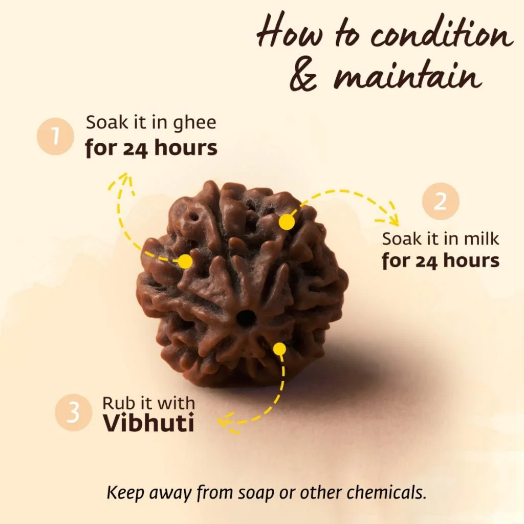 Adiyogi Rudraksha with copper chain. Consecrated Isha Panchamukhi (five faced) Rudraksha bead. - image 2