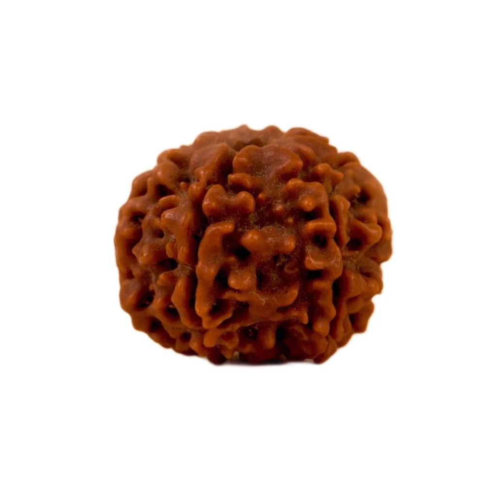 Authentic Isha Shanmukhi (six faced) Rudraksha Bead. Consecrated single bead for children below 14 years of age. - image 2