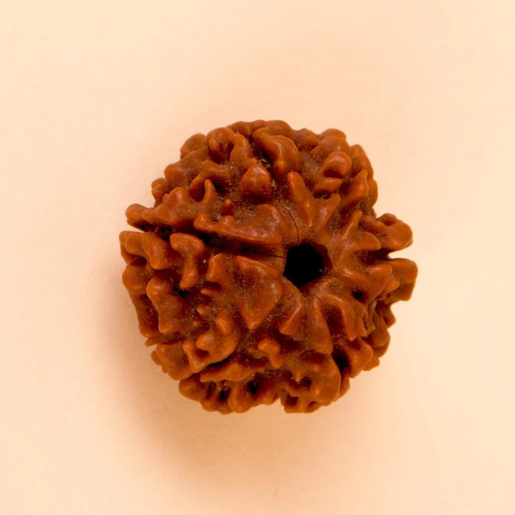 Authentic Isha Shanmukhi (six faced) Rudraksha Bead. Consecrated single bead for children below 14 years of age. - image 1